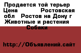 Продается той-терьер › Цена ­ 6 000 - Ростовская обл., Ростов-на-Дону г. Животные и растения » Собаки   